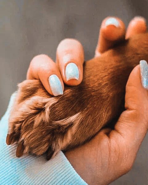 Contract CARD IMAGE 1000x 1060 px https://vizslarescue.nl/wp-content/uploads/2024/12/Contract-CARD-IMAGE-1000x-1060-px-480x600.jpg