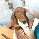 FB_IMG_1716836463106
