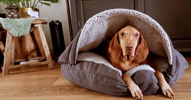 vizsla in cosy cave