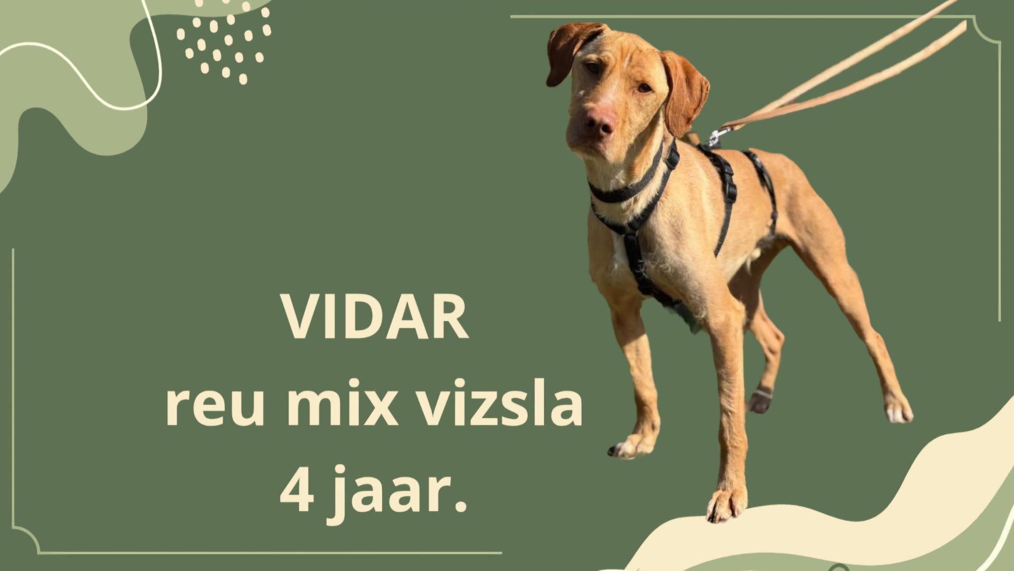 VIDAR