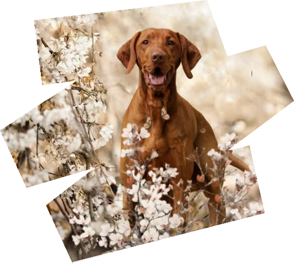 https://vizslarescue.nl/wp-content/uploads/2025/05/Bloesem-HERO-IMAGE-590-x-530-px-72-dpi.png