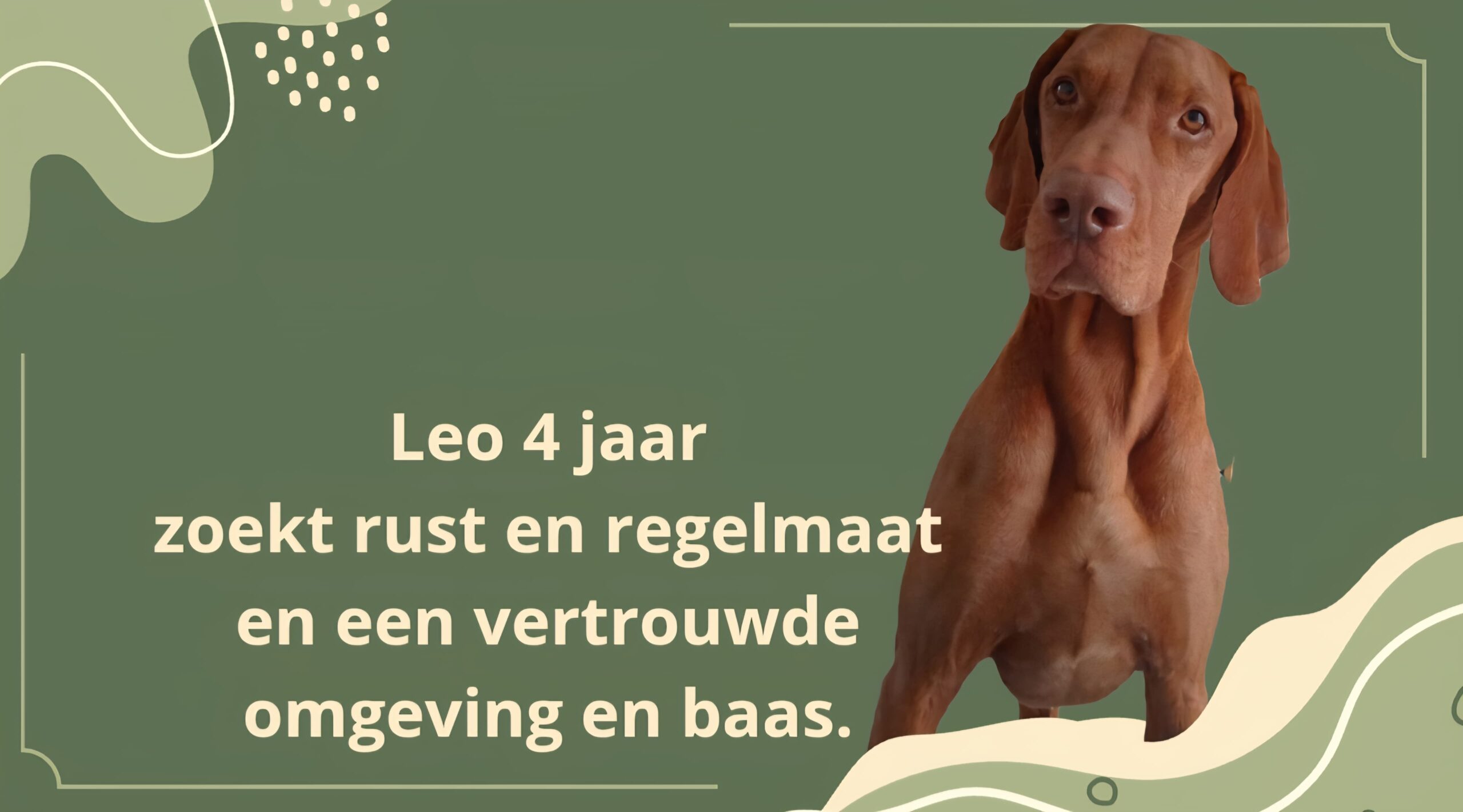 LEO