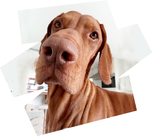https://vizslarescue.nl/wp-content/uploads/2025/07/Juni-HERO-IMAGE-Leo-590-x-530-px-72-dpi.png