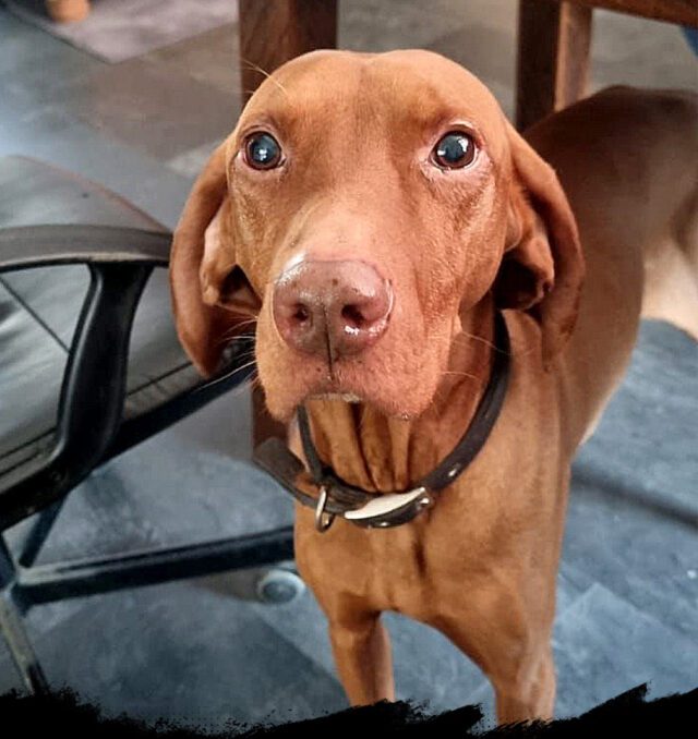 Bentley_verslag opvang CARD IMAGE 1000x 1060 px