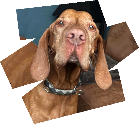 https://vizslarescue.nl/wp-content/uploads/2025/08/juli-HERO-IMAGE-590-x-530-px-72-dpi.png