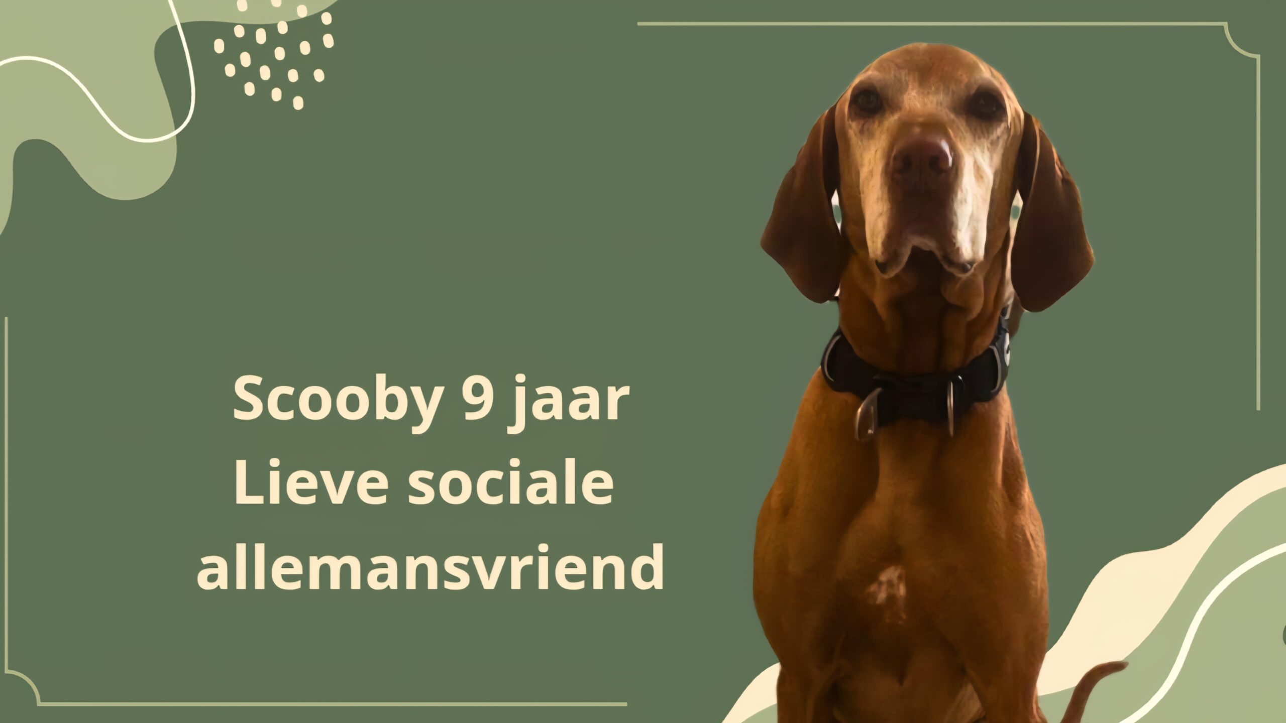 SCOOBY