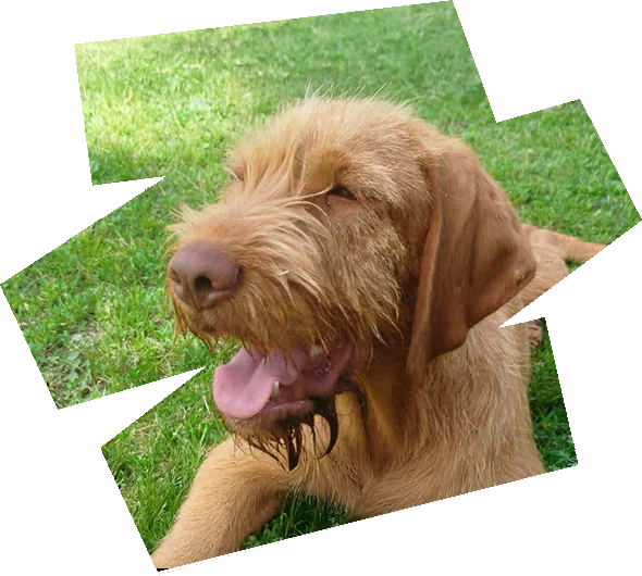 https://vizslarescue.nl/wp-content/uploads/2025/09/aug25-HERO-IMAGE-590-x-530-px-72-dpi.png