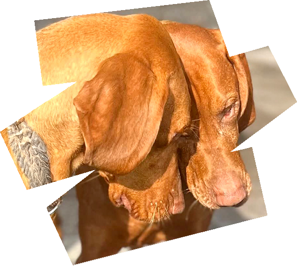 https://vizslarescue.nl/wp-content/uploads/2025/10/okt25-HERO-IMAGE-590-x-530-px-72-dpi.png