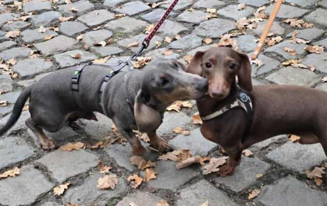 559190966_1412927544169502_8934080840536495529_n