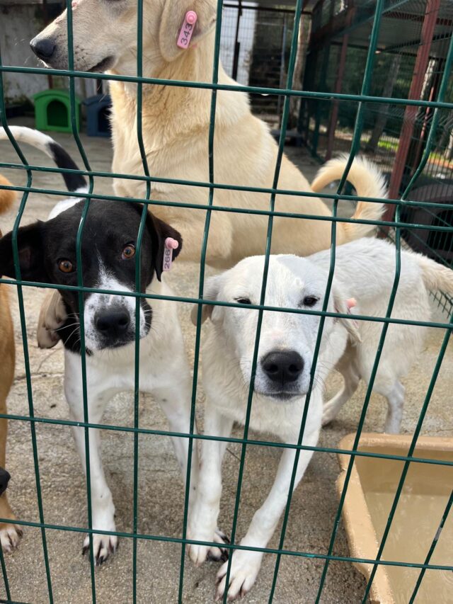 2 blonde pointers en zww