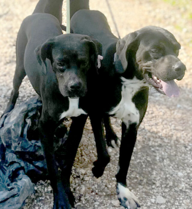 2 zwarte pointers uitlaten