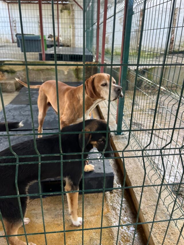 blonde en zwarte pointer