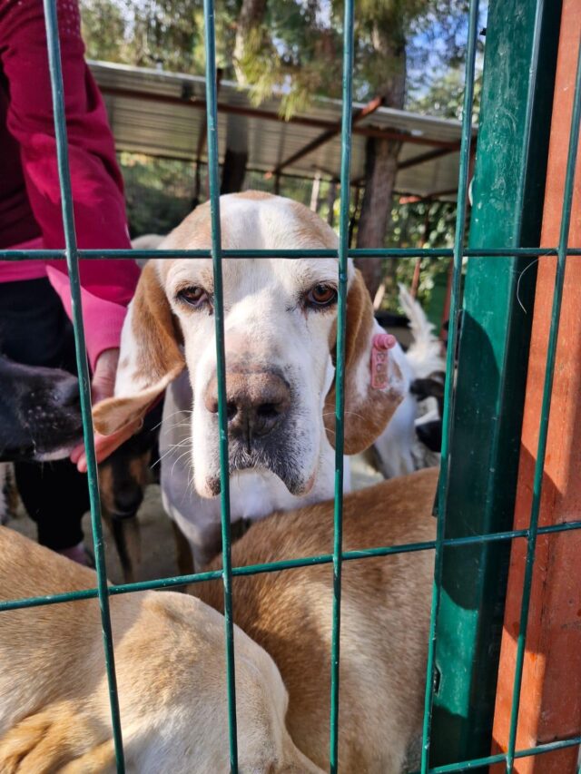 oude pointer hoofd gaas