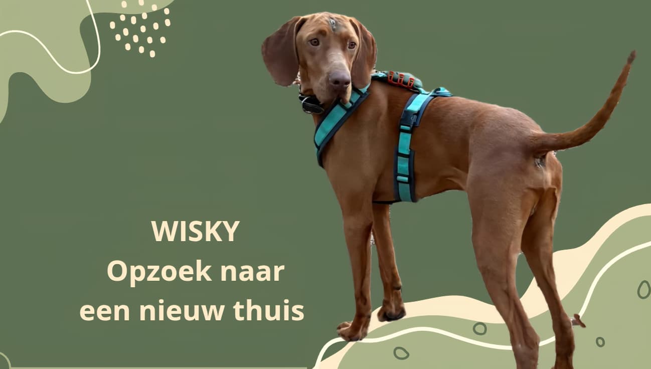 WISKY