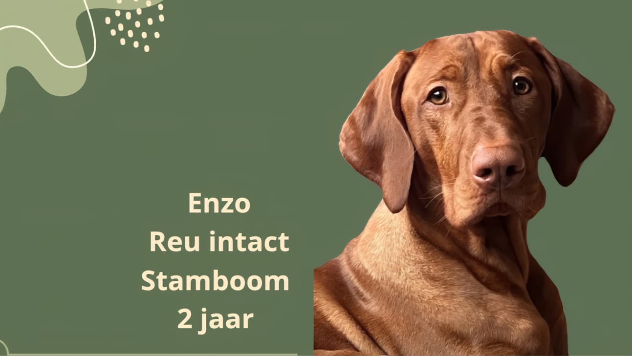 ENZO