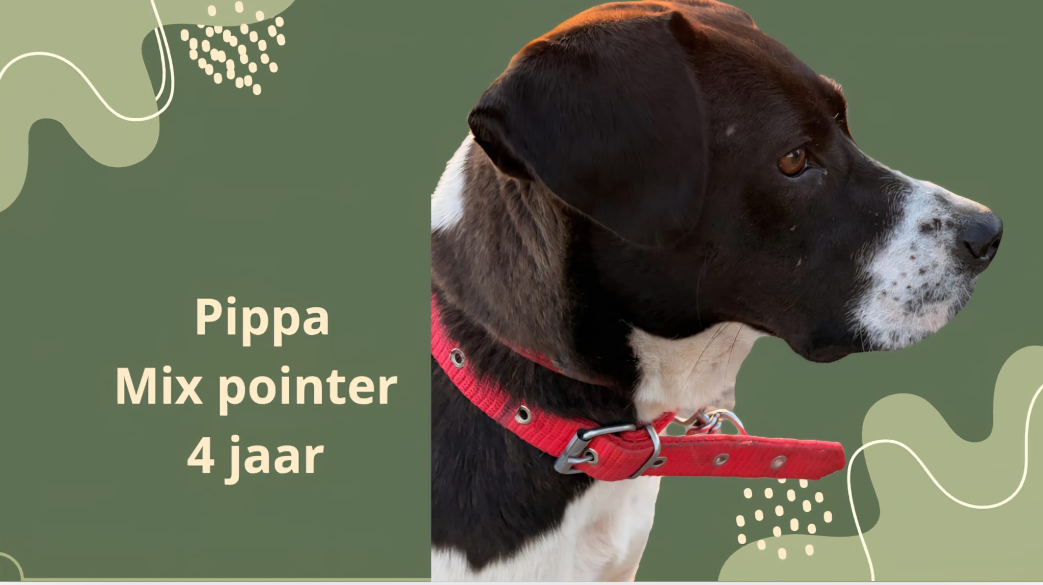 PIPPA