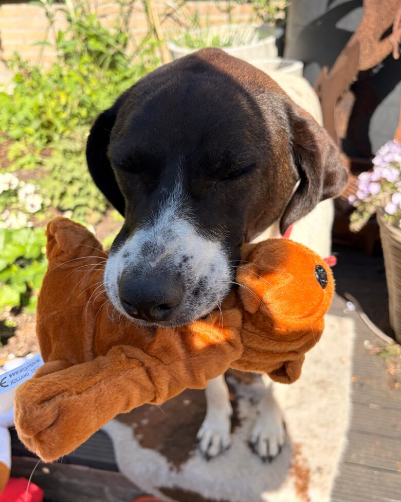 knuffel https://vizslarescue.nl/wp-content/uploads/2026/04/knuffel-780x975.jpeg