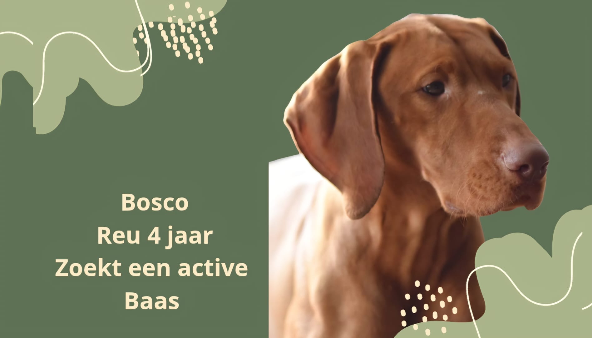 BOSCO