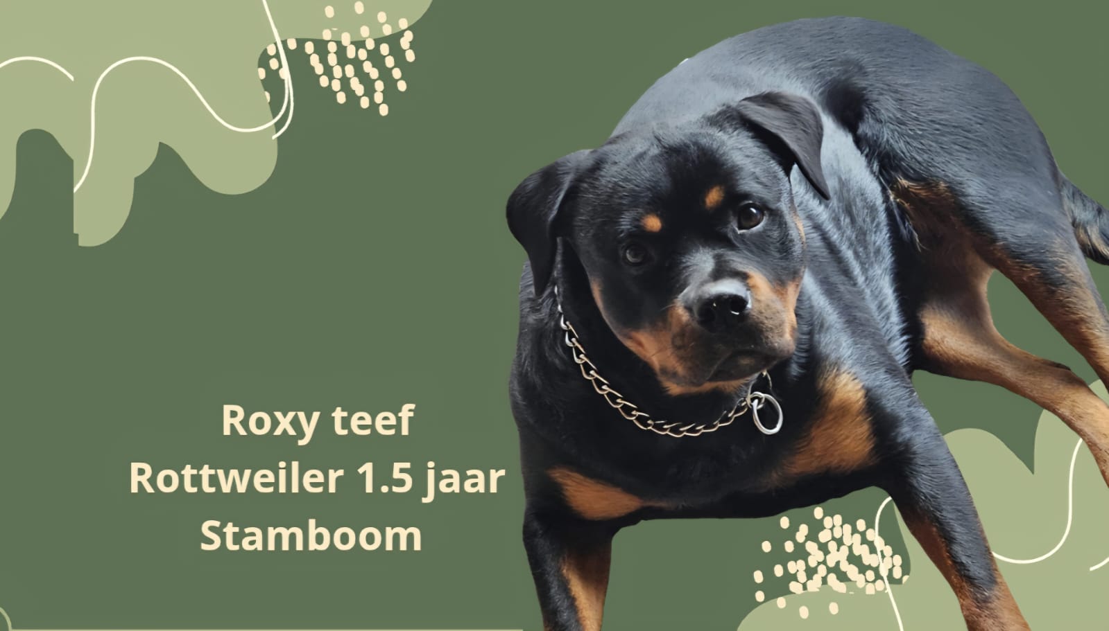 ROXY