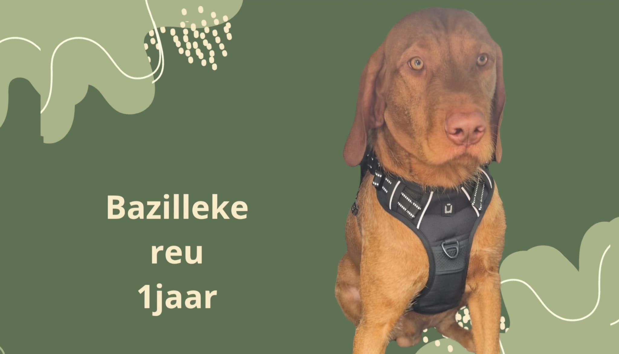 BAZILLEKE