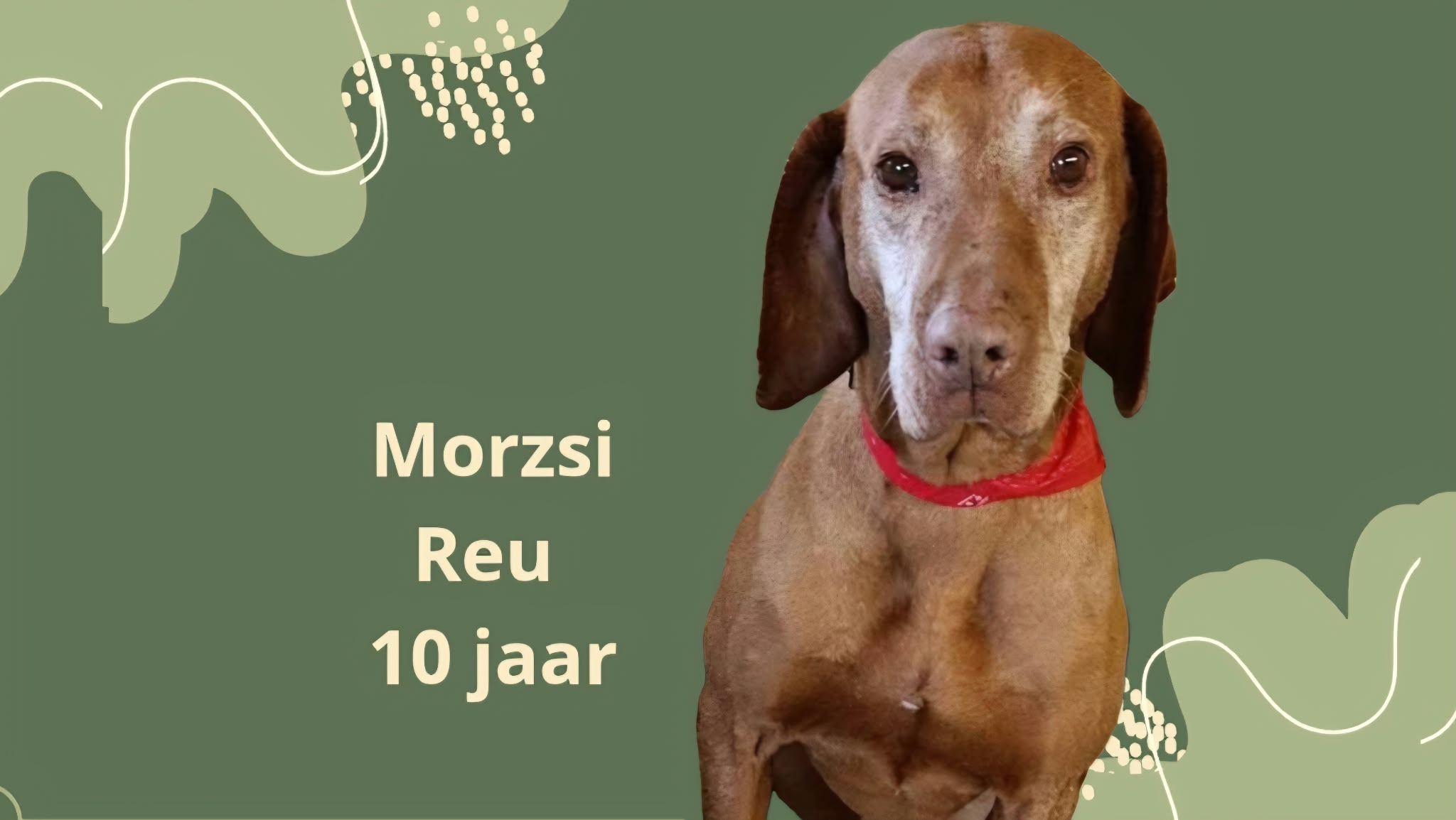 Morzi