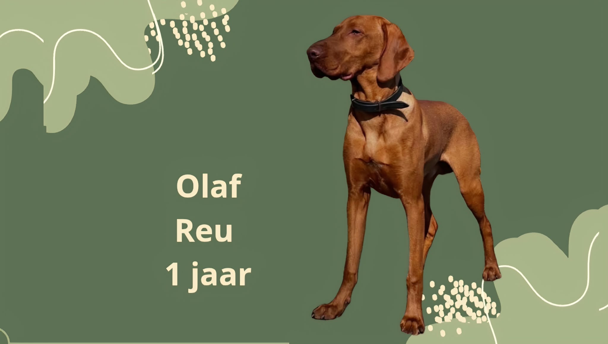 OLAF