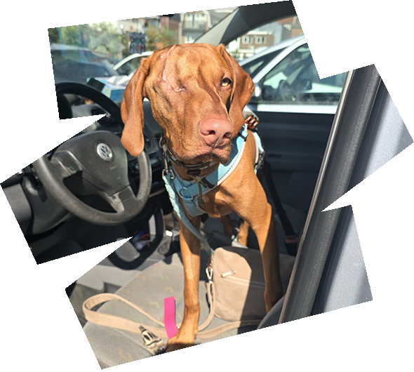 https://vizslarescue.nl/wp-content/uploads/2026/09/aug26-HERO-IMAGE-590-x-530-px-72-dpi.png
