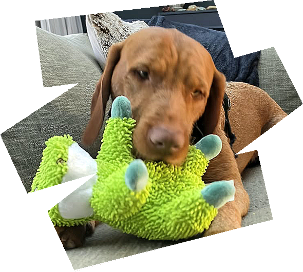 https://vizslarescue.nl/wp-content/uploads/2026/09/sep26-HERO-IMAGE-590-x-530-px-72-dpi.png